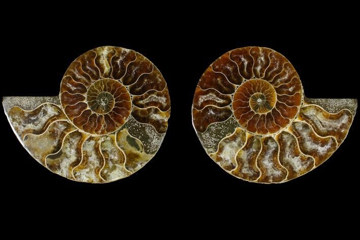 Agatized Ammonite Fossil - Madagascar #145914